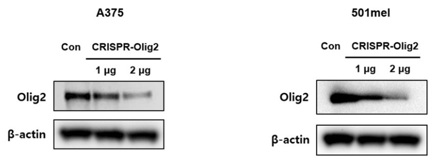 Western blot analysis of Olig2 protein expression.jpg